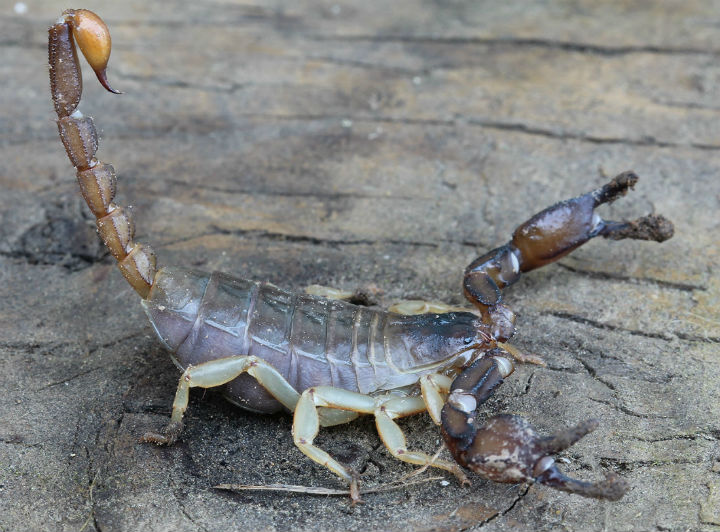 Northwest Forest Scorpion.